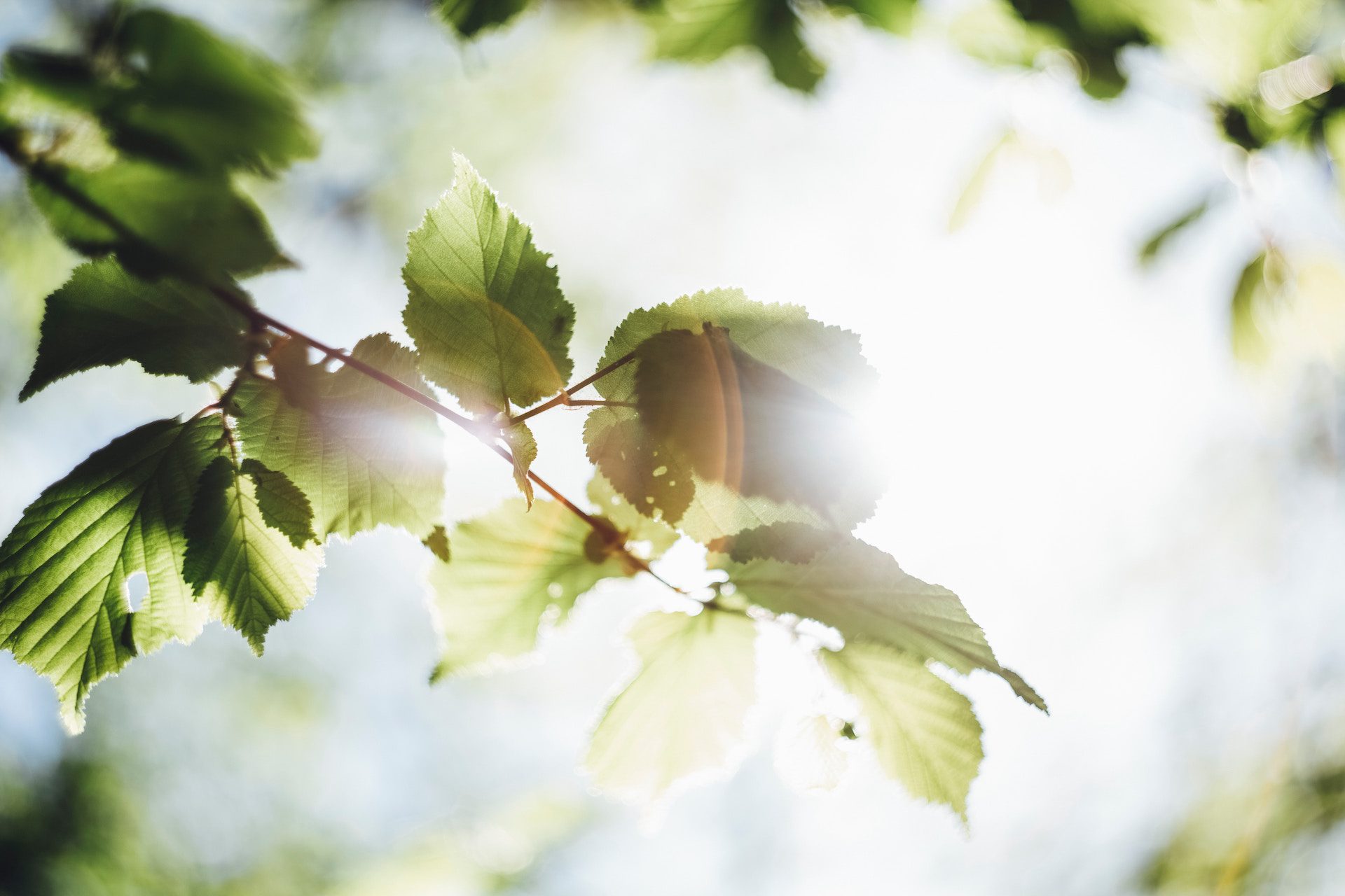 green leaf on a branch with sunlight peering through the leaves