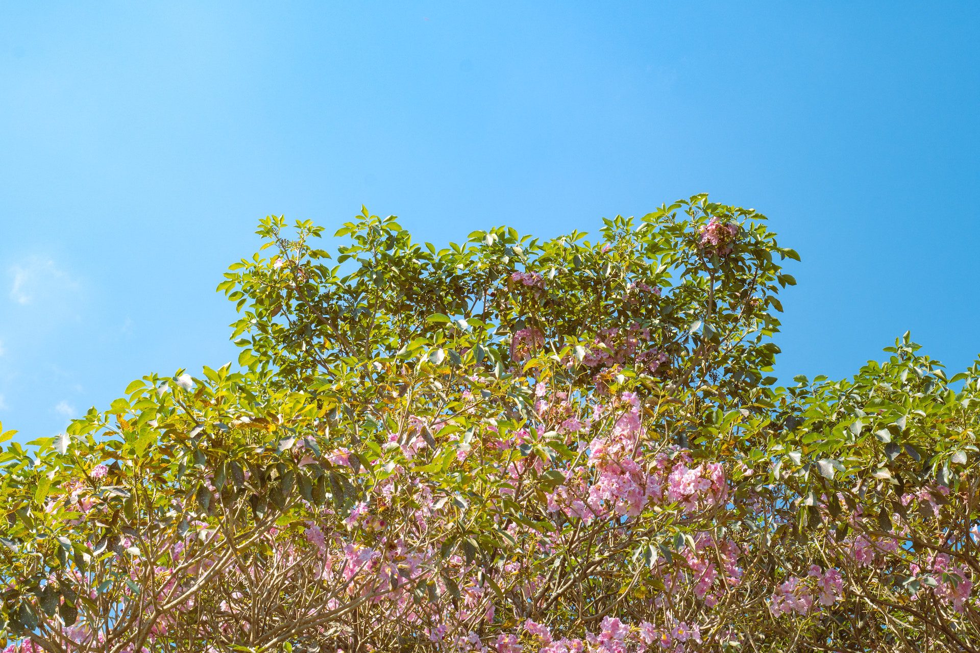 pink flowers and green plants against a blue sky