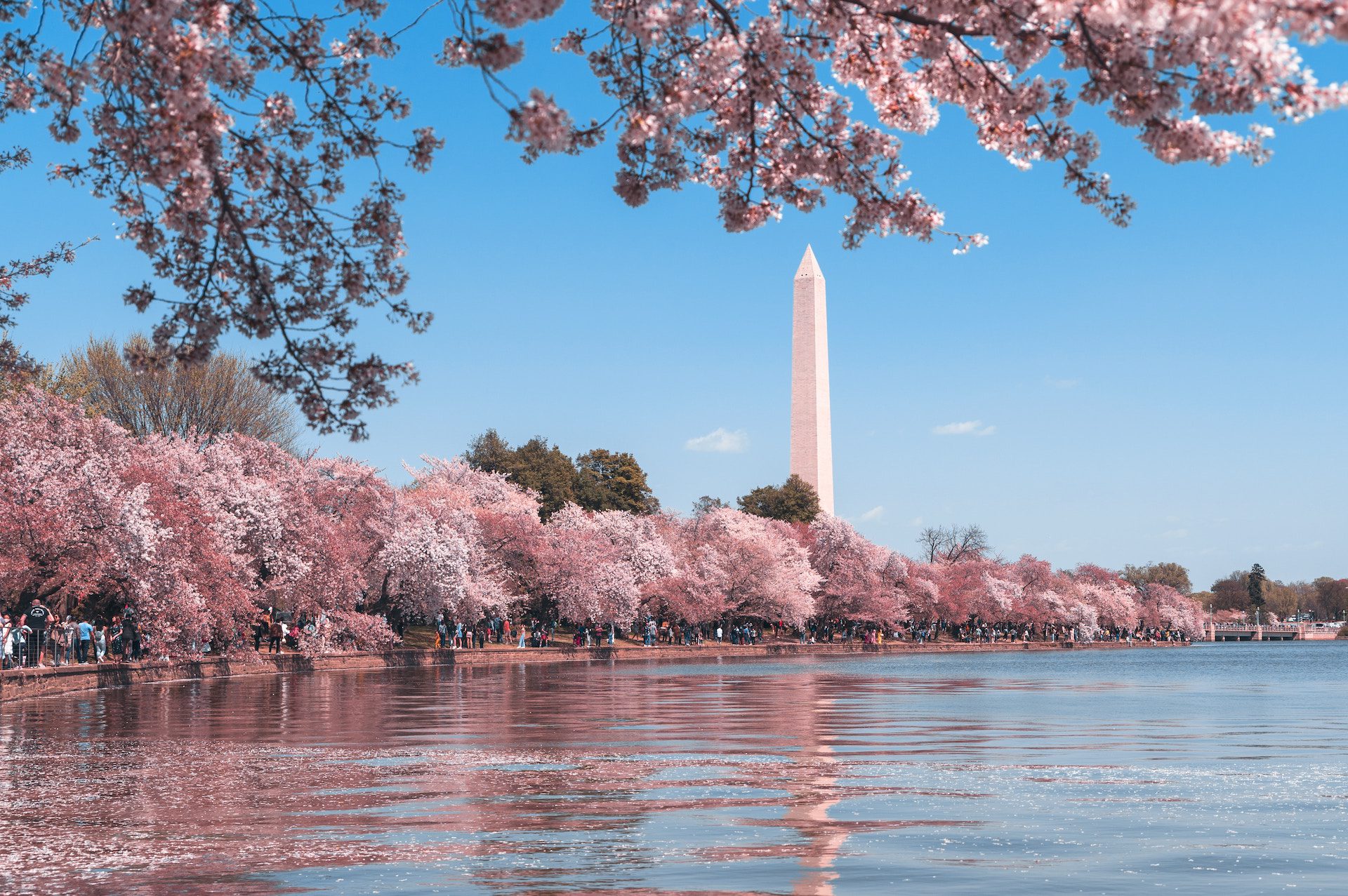 lake with a white building in the background and pink blossom trees