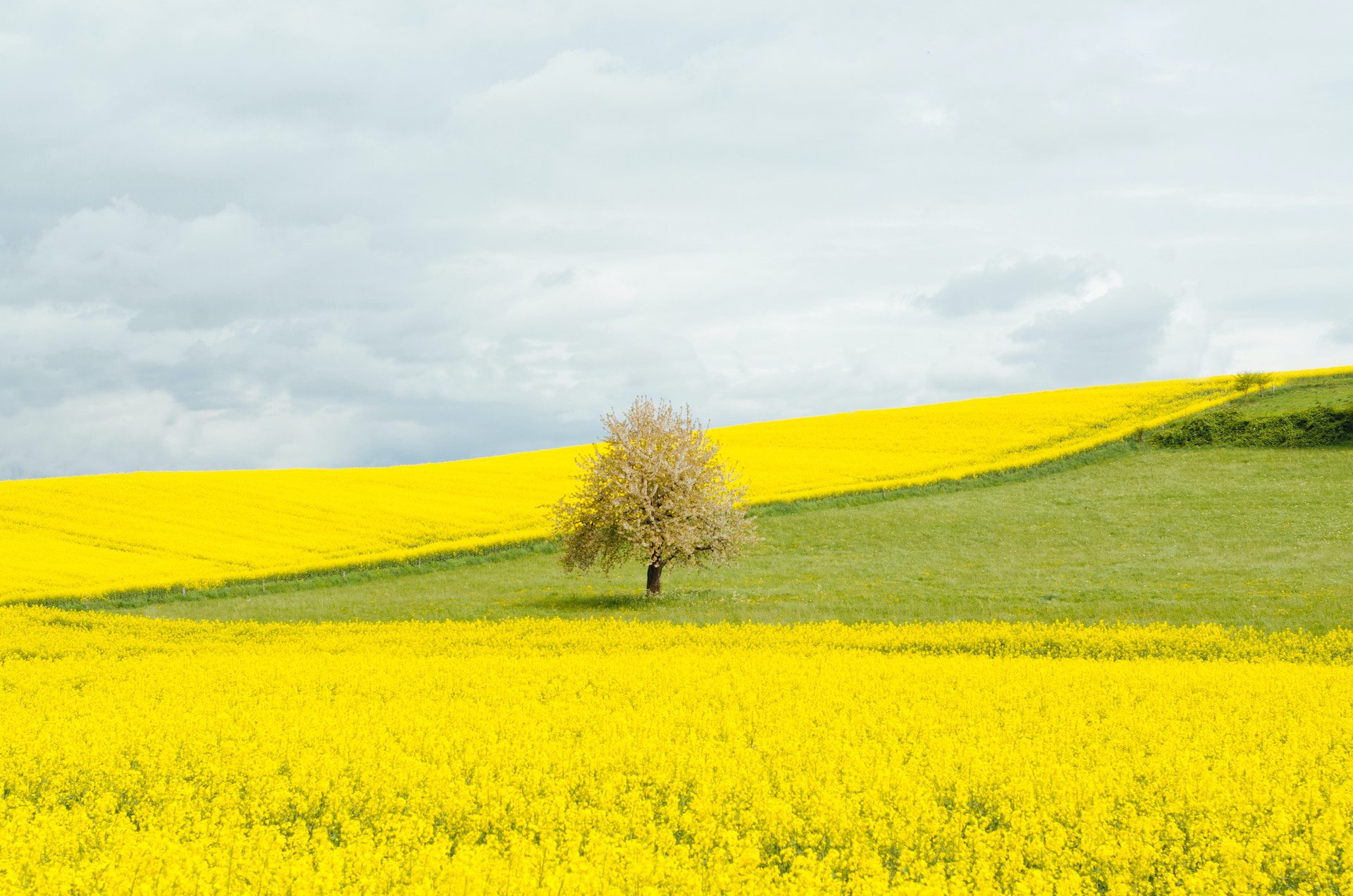 yellow and green field with a tree and clouds in the background