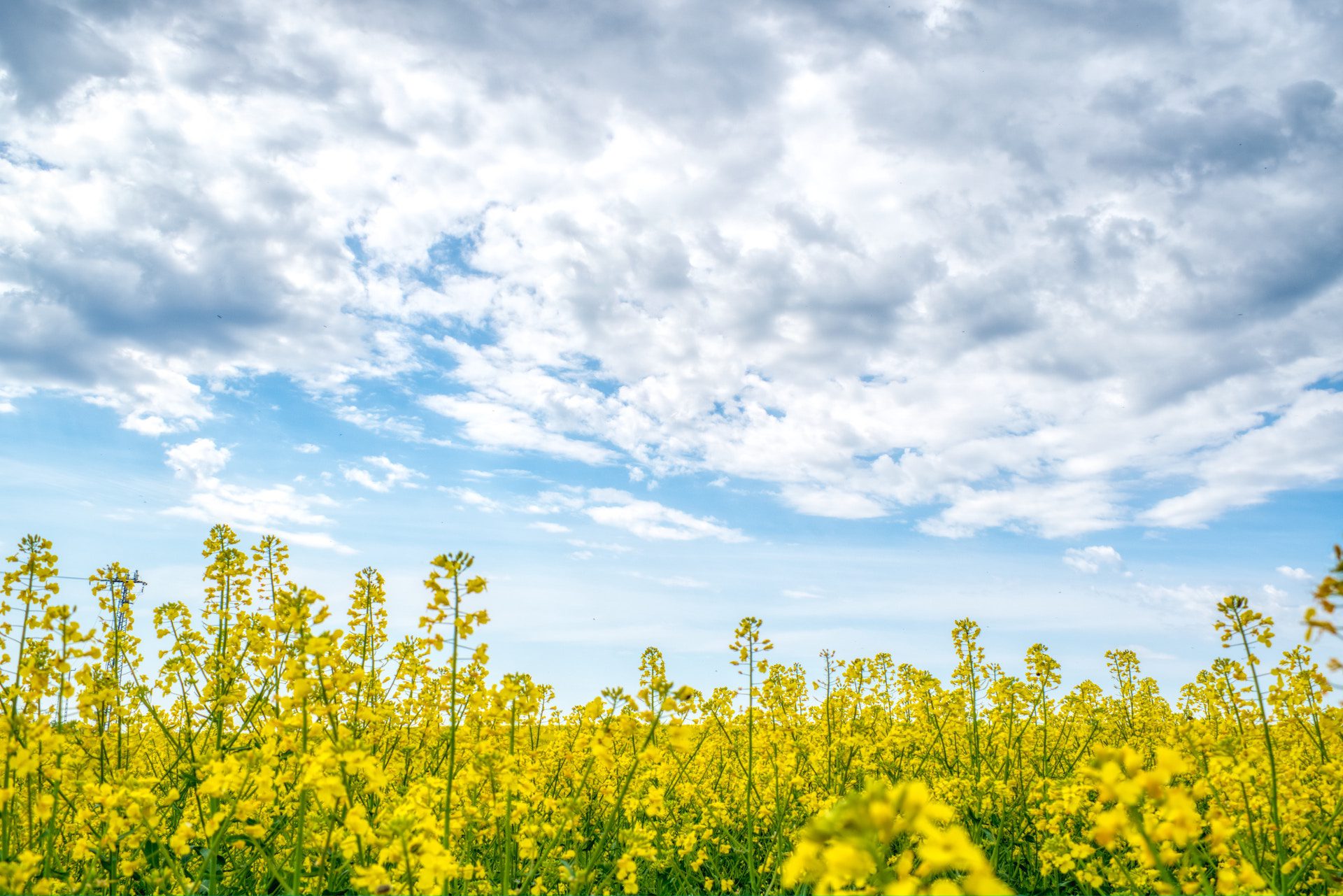 view of yellow plants with sky and clouds in the background