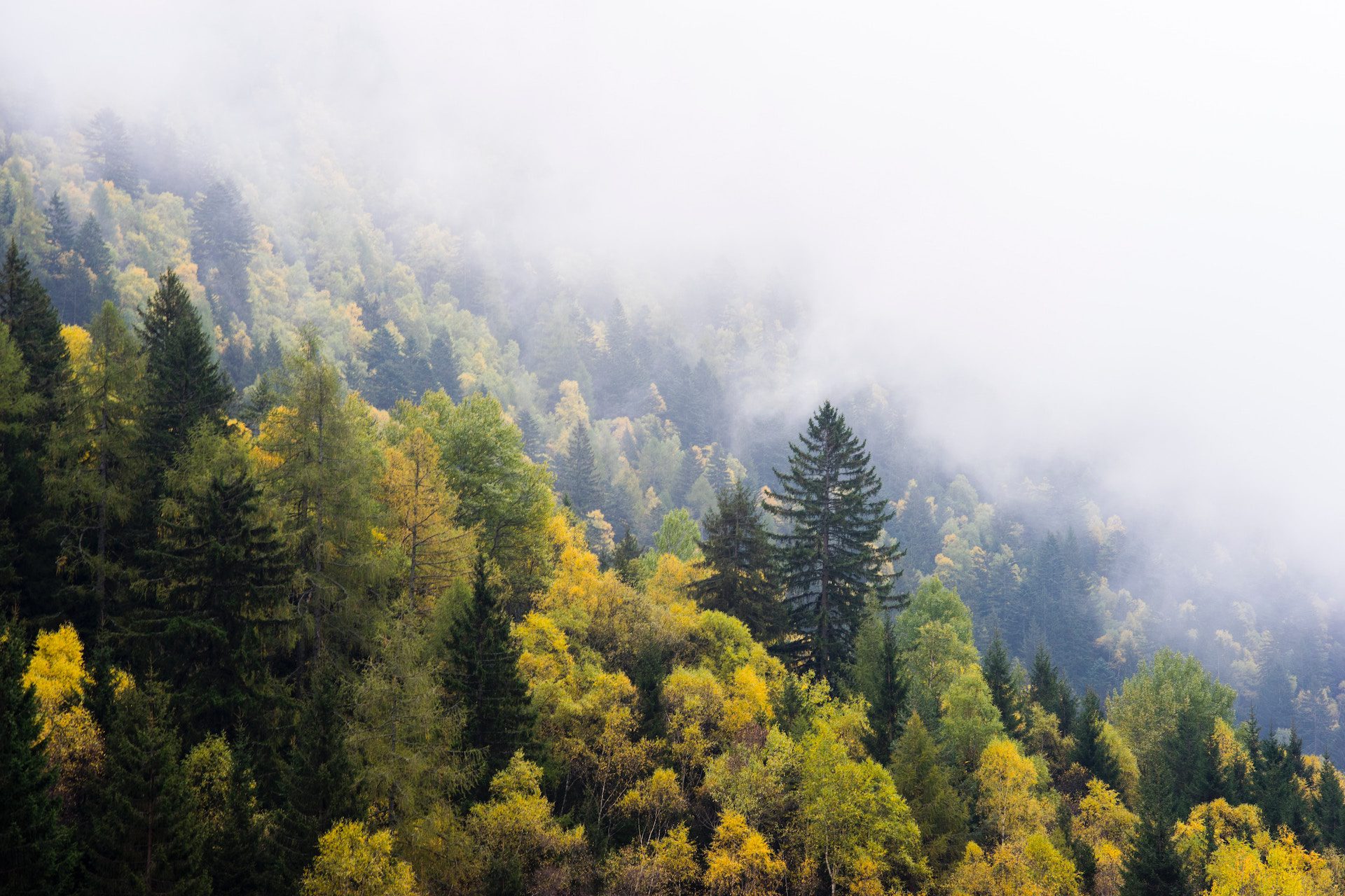 rows of forest trees with clouds and mist