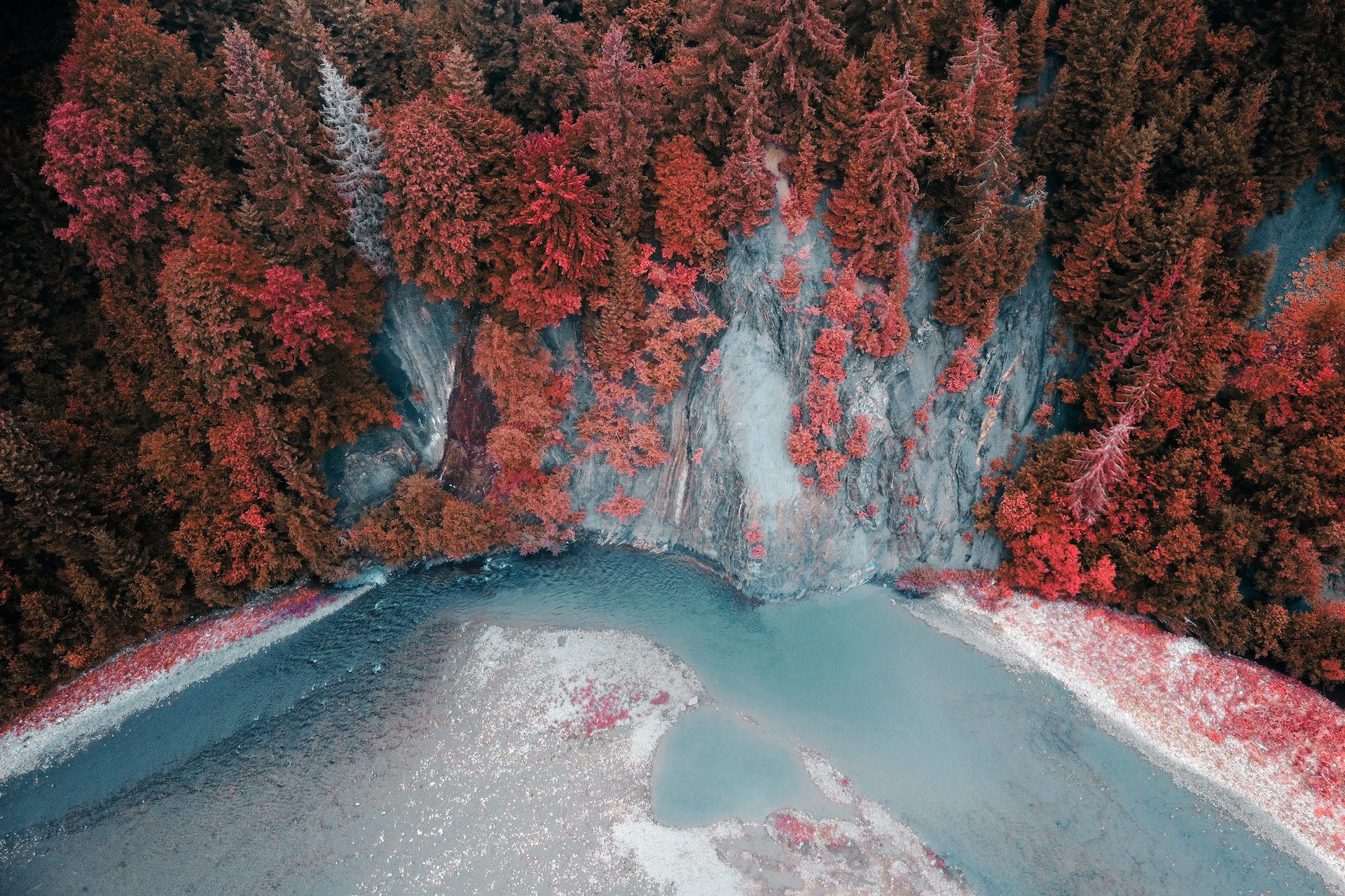pink trees on cliff with ocean below