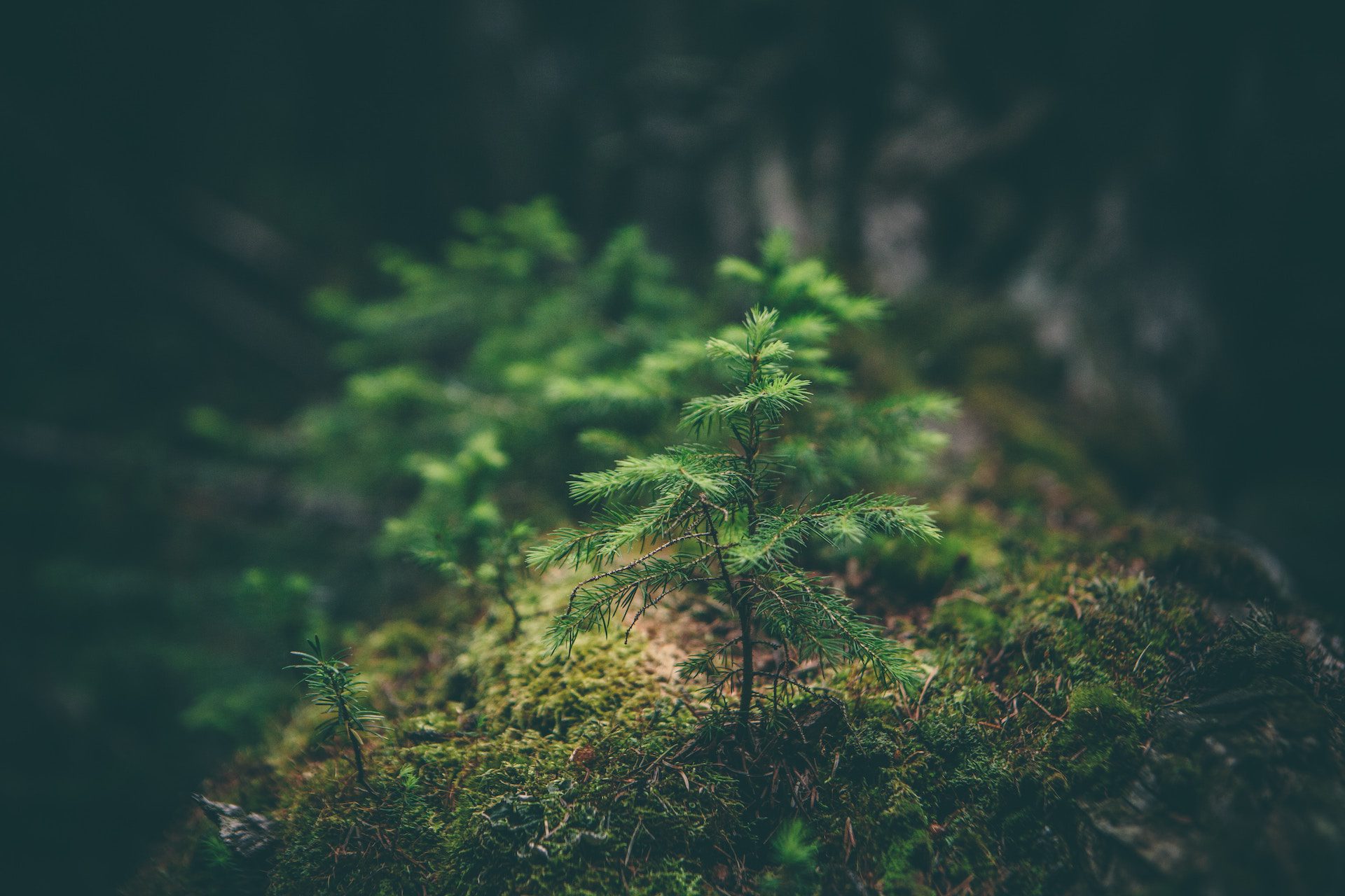 green plant in a forest background