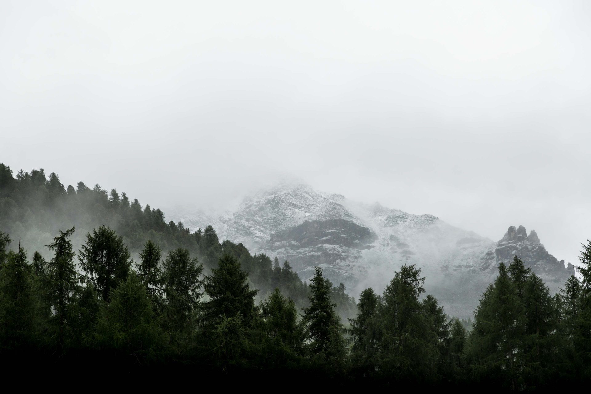 row of trees with mountain in the background