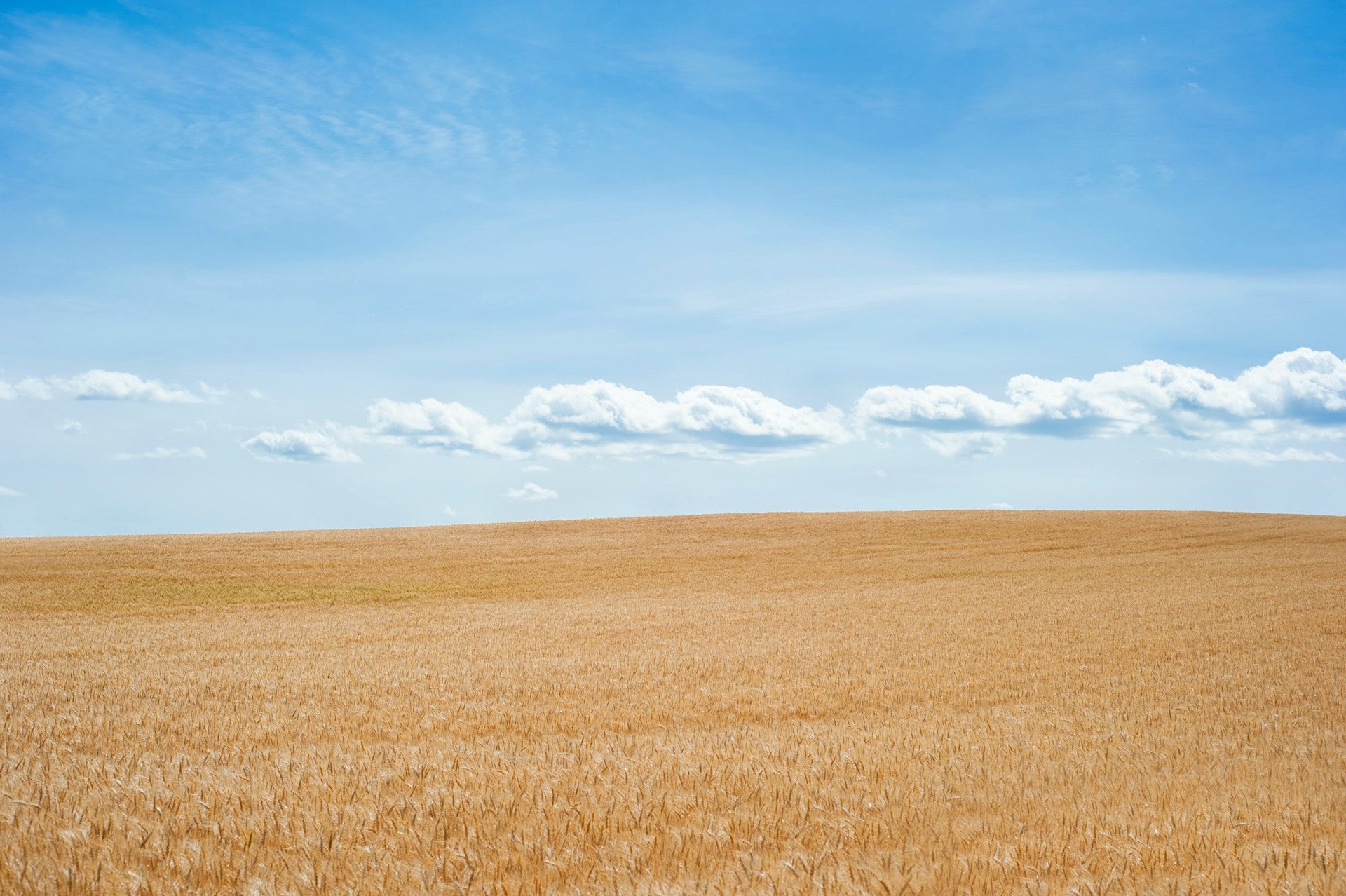 field of wheat with blue sky and clouds