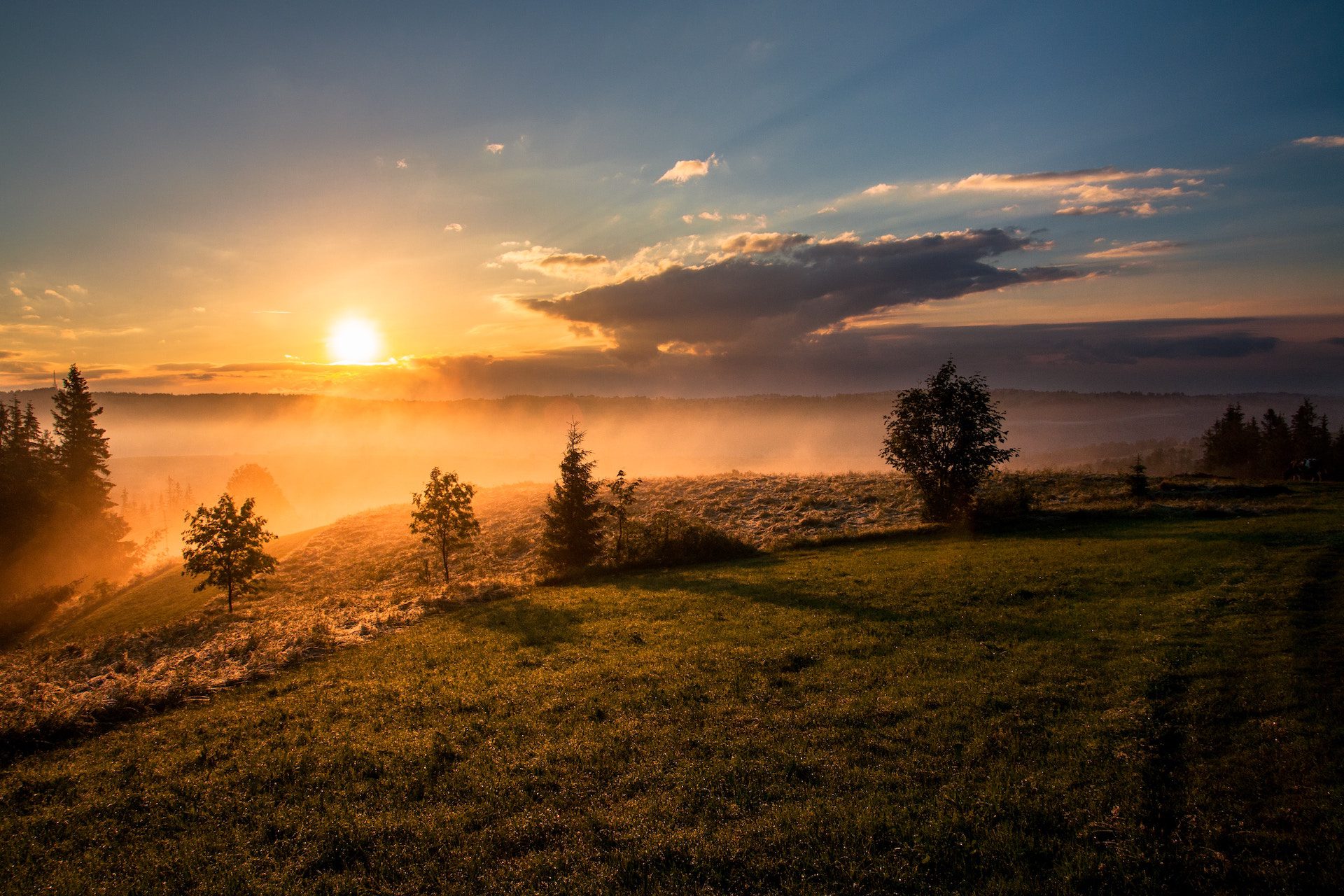 grass with trees and sunset sky