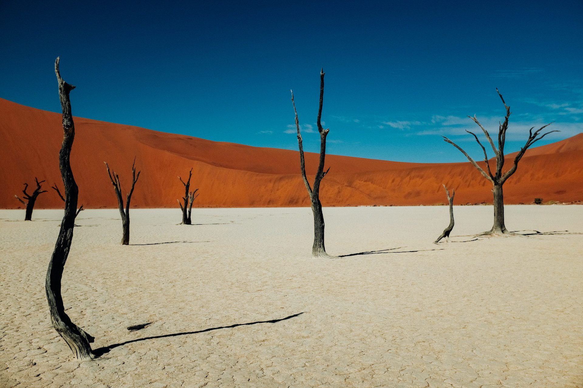 desert with trees and a blue sky