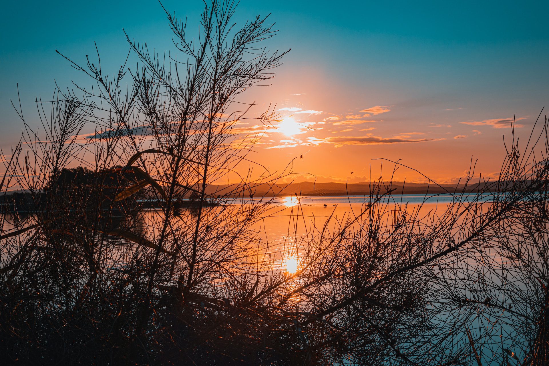 branches in front of a body of water and sunset