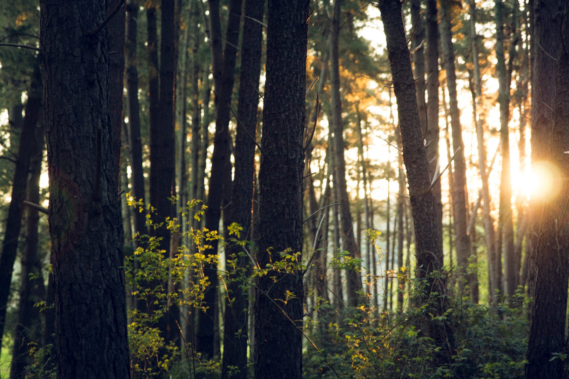 trees with yellow and green plants and sunlight peering through the treees