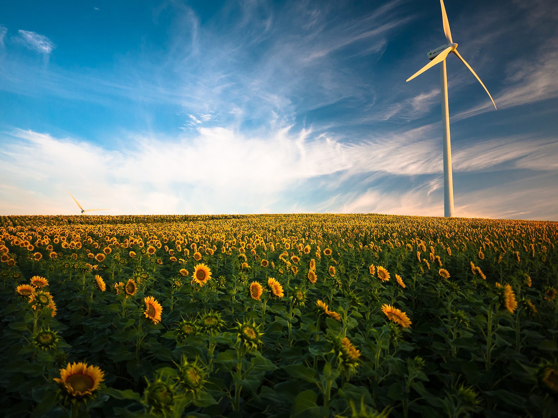 wind turbine in a field of sunflowers with a blue sky and clouds in background