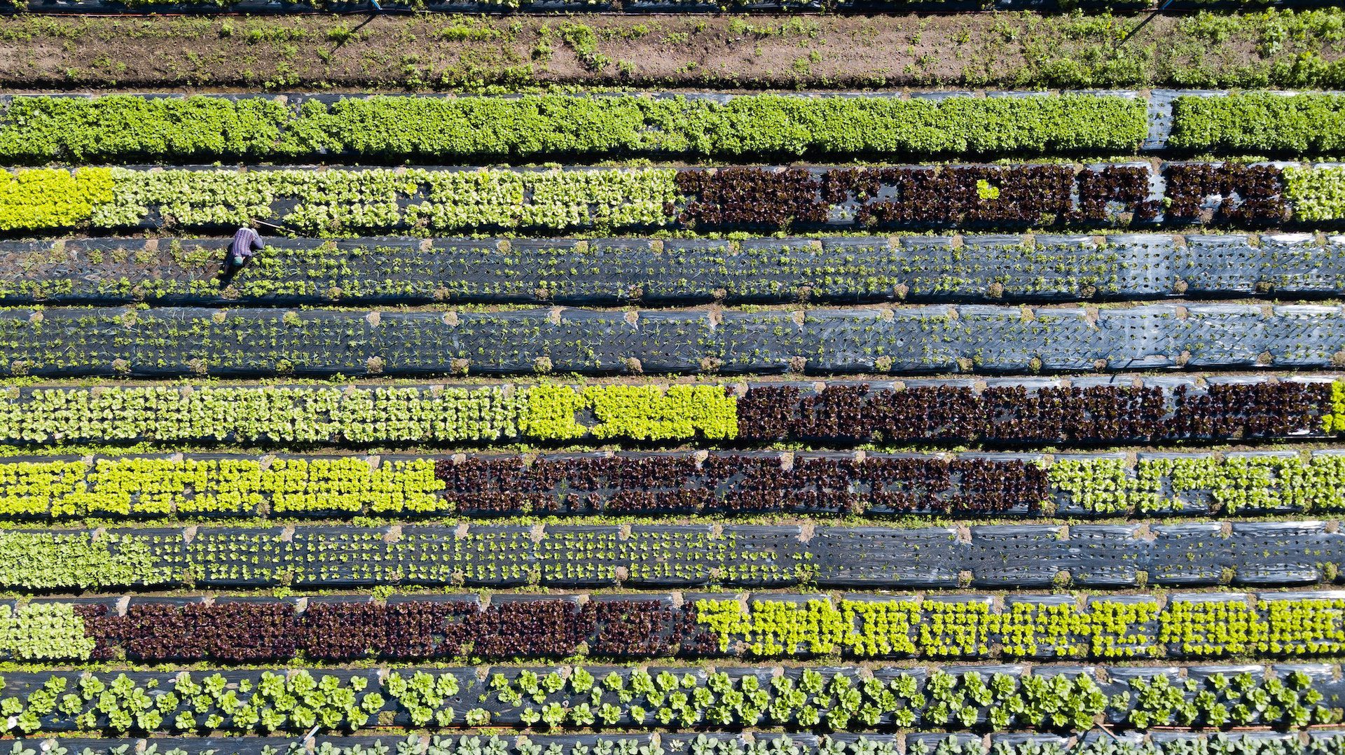 birds eye view of rows of green plants and soil