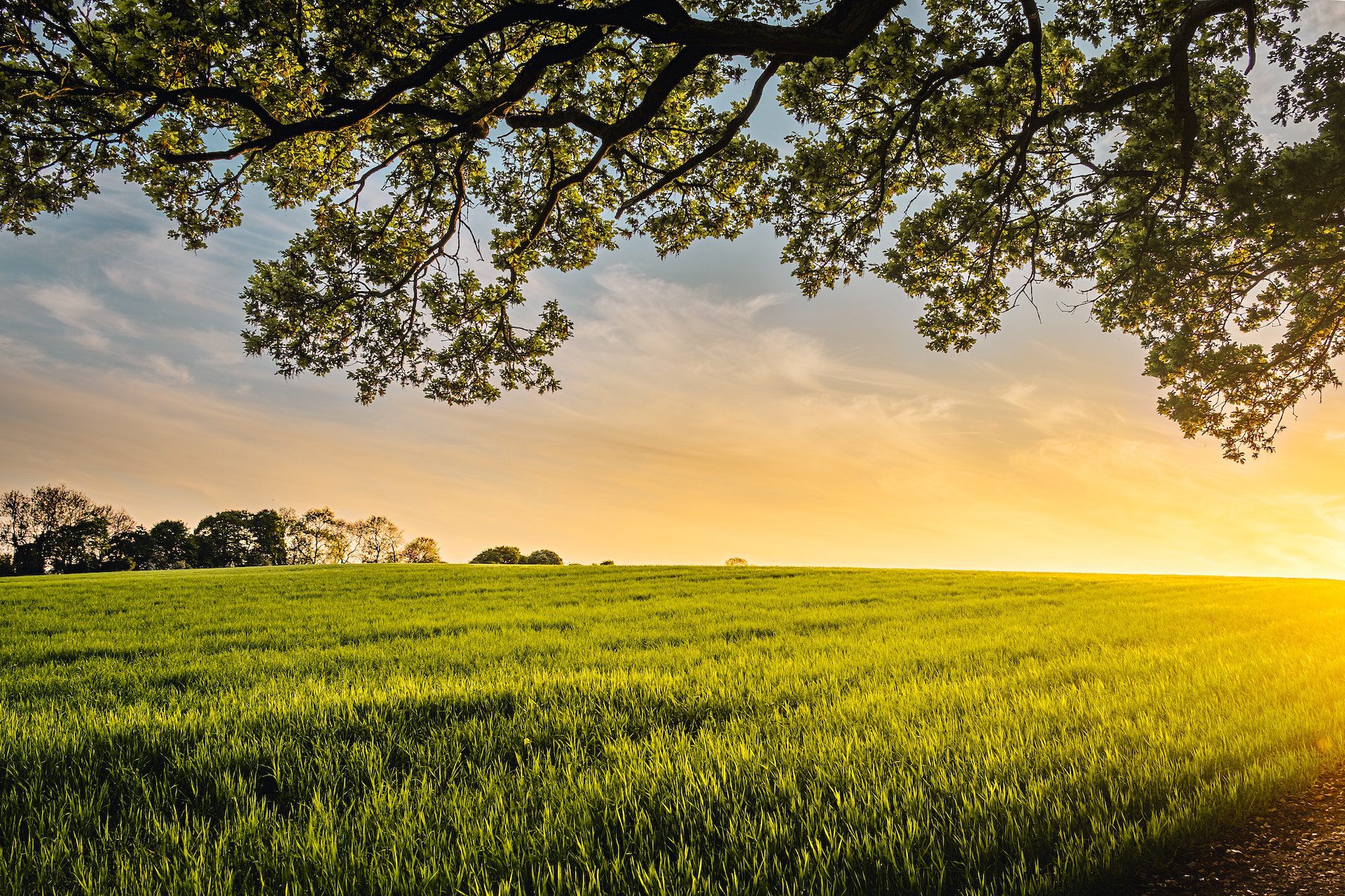 grass with tree and sunset background