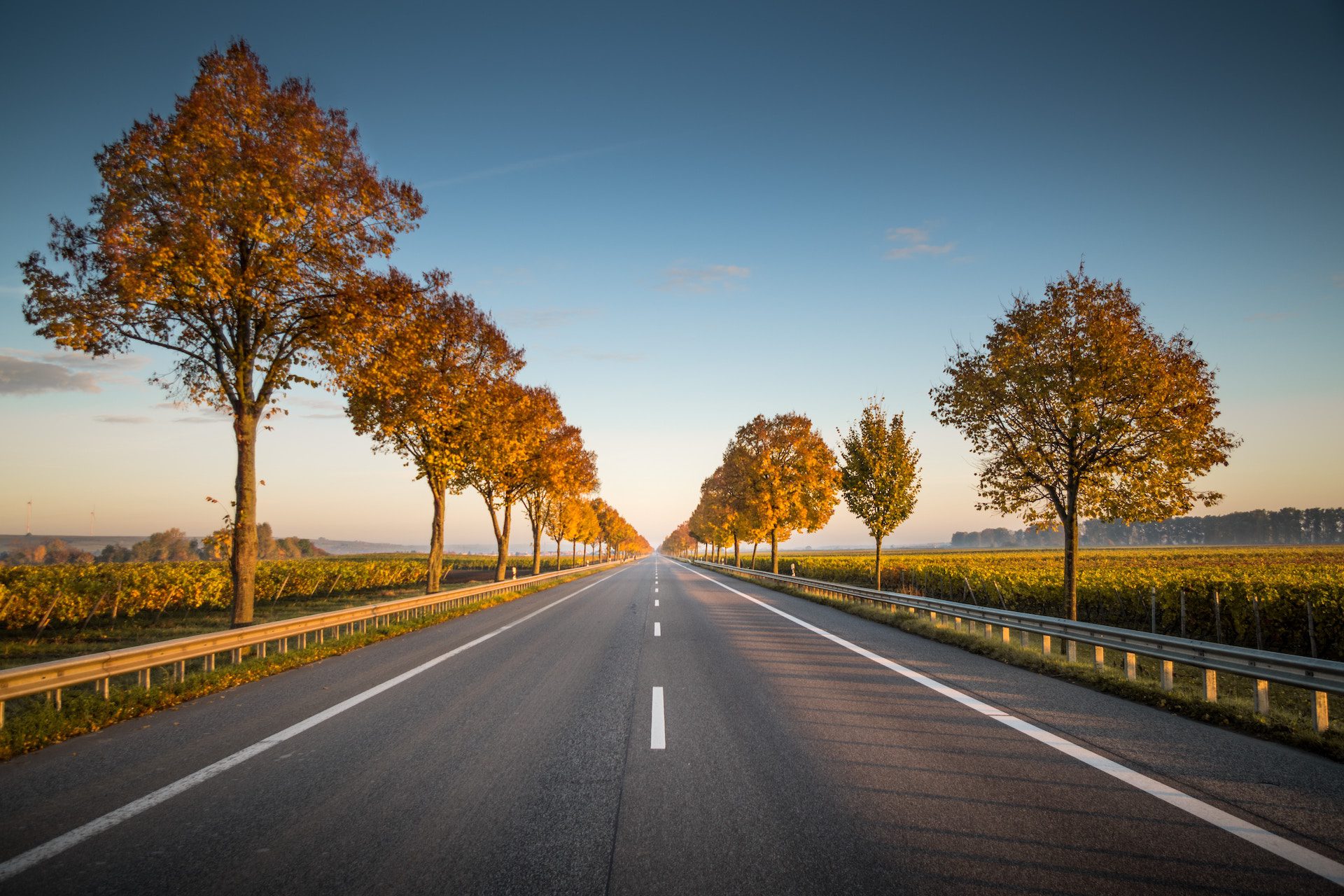 road with trees either side in golden hour