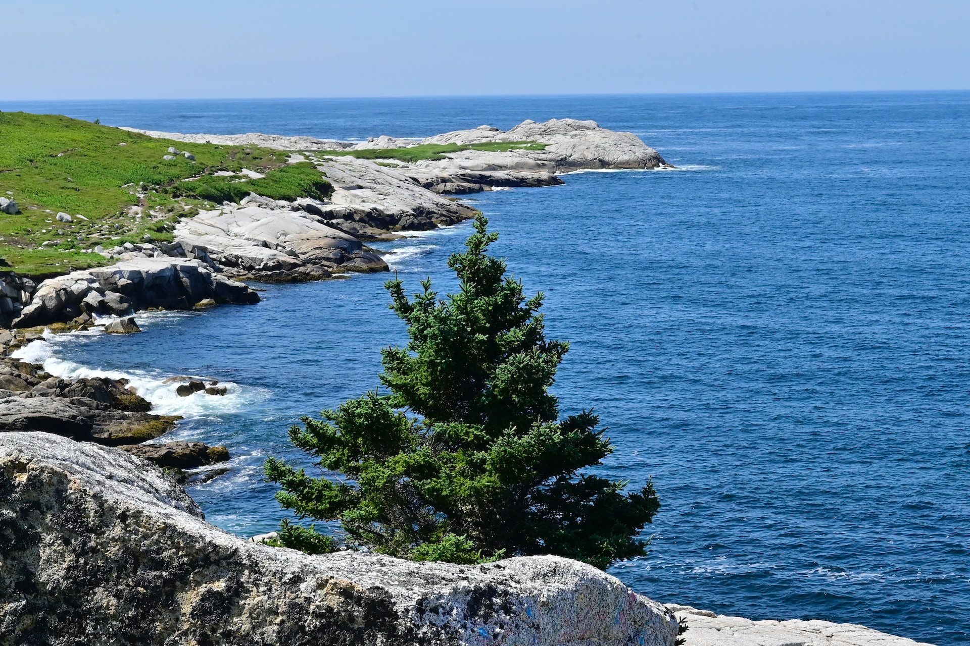 ocean with grass, rocks and a tree
