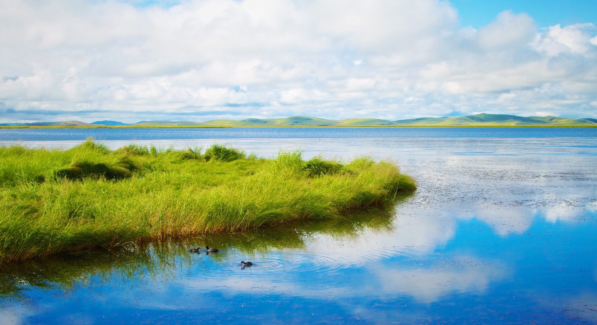 blue lake with grass and ducks with hills and mountains in the background