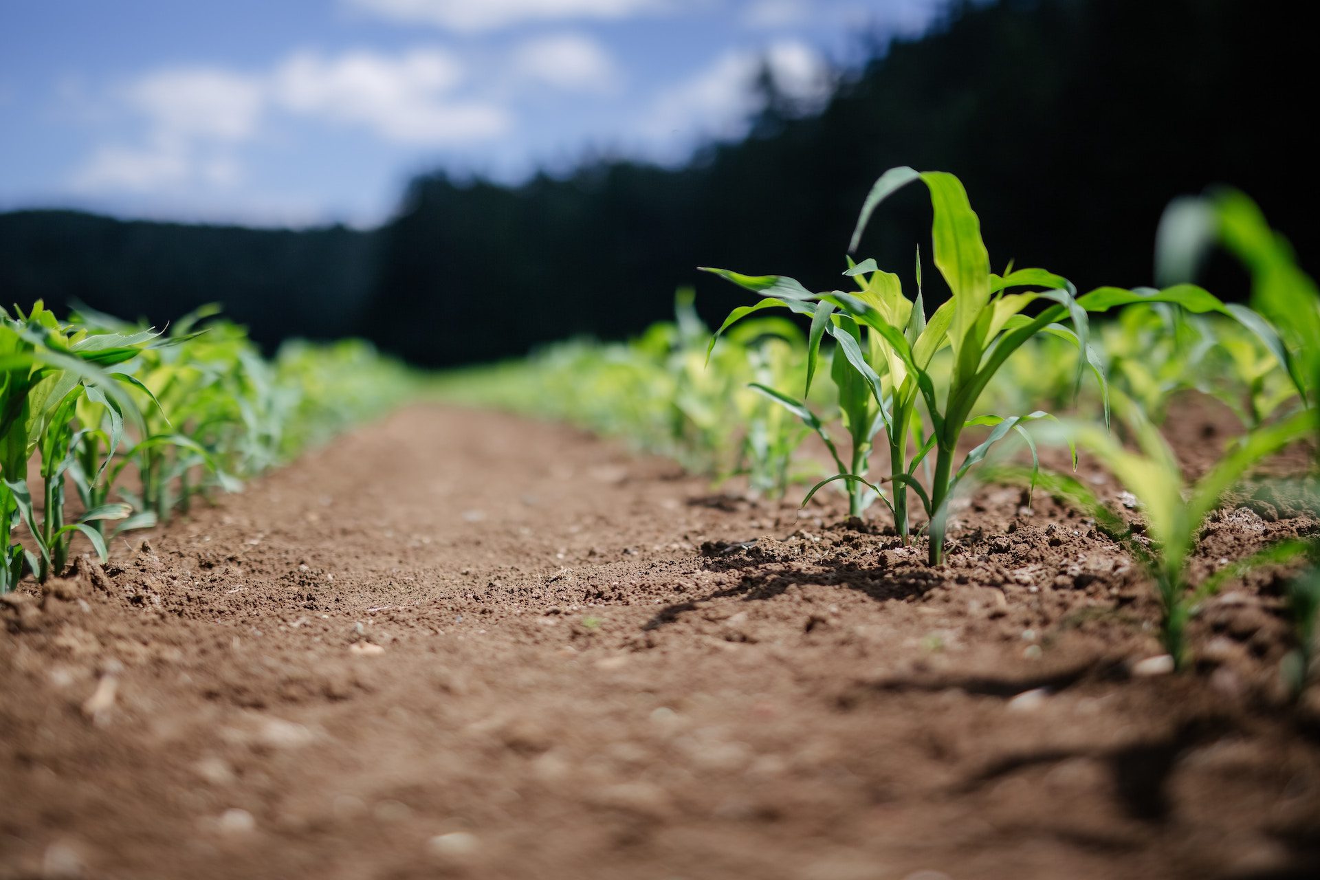 green plants growing in the soil
