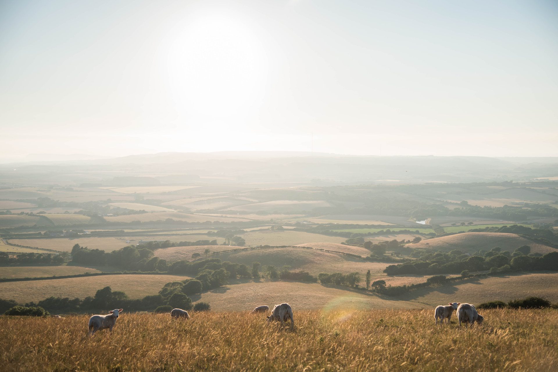 field with sheep in the sun