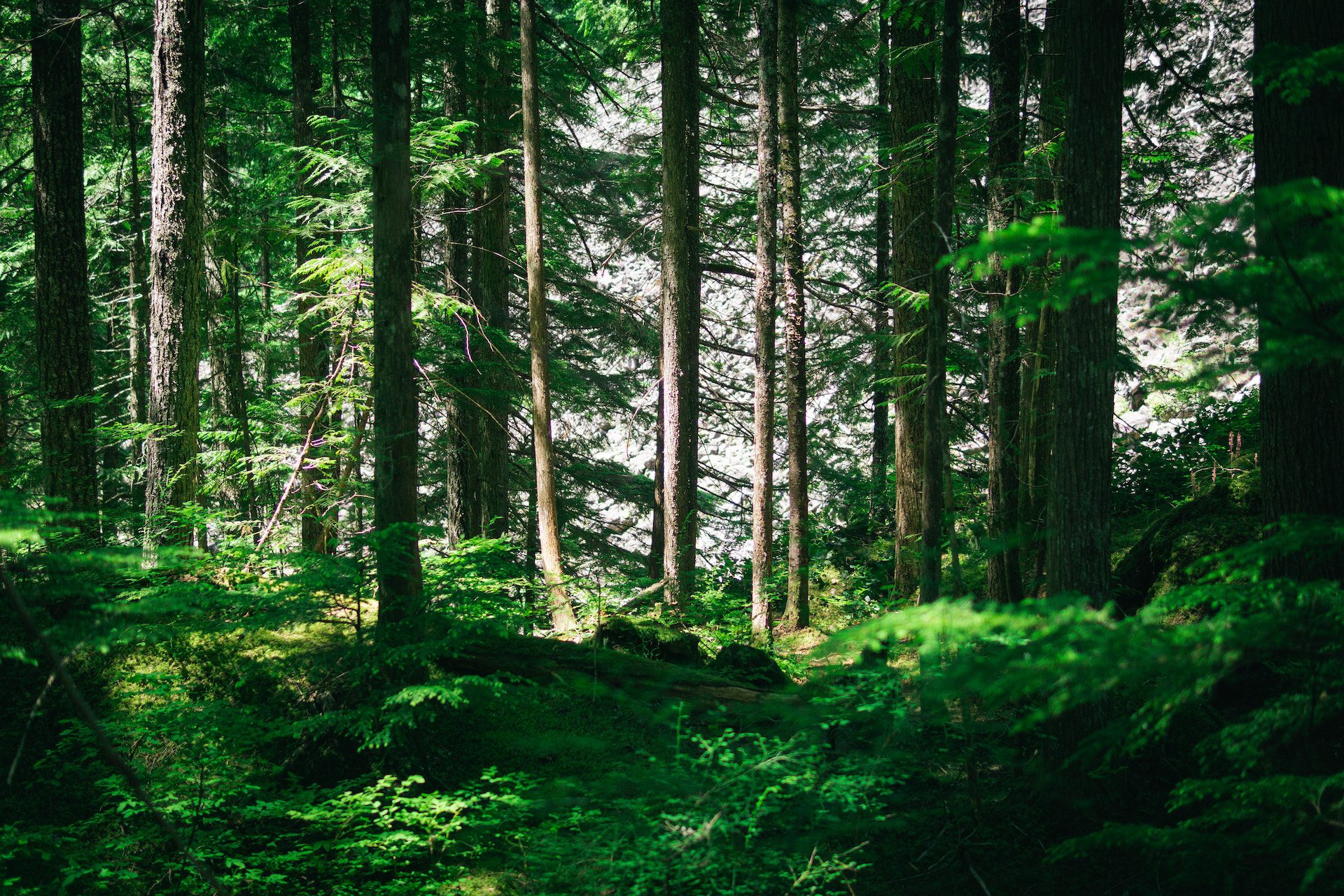 forest with plants and sunlight