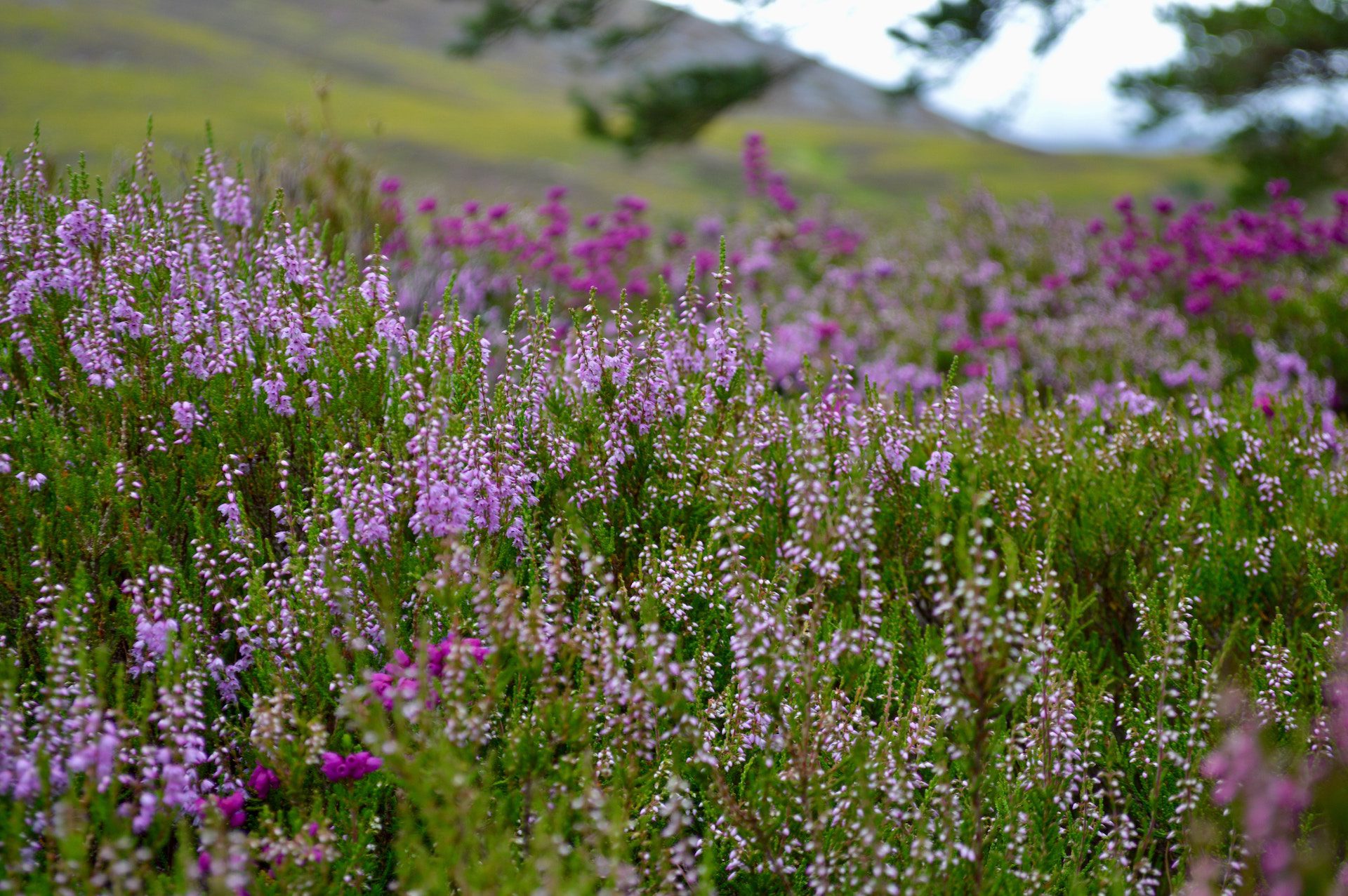 row of purple and white flowers with grass and mountain in the distance