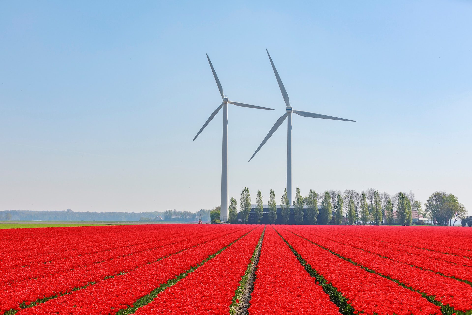 two wind turbines with rows of red flowers in the foreground