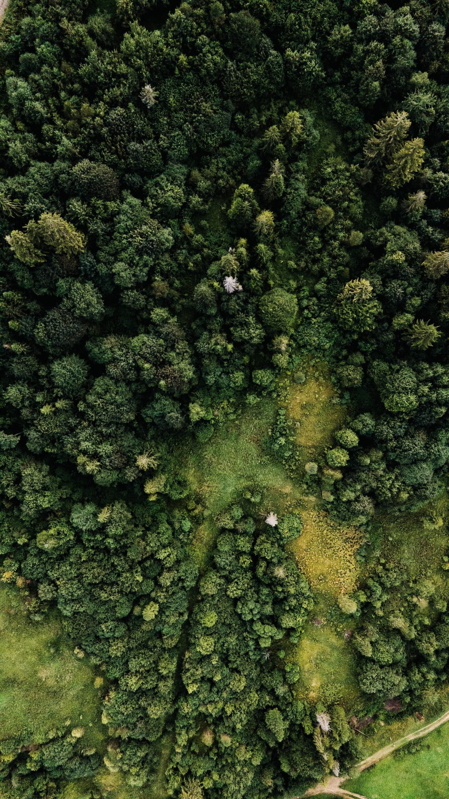 birds eye view of a forest